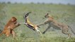 Amazing Baboons Attacking the Cheetah to Save Gazelle  -  Wild Animal Attacks