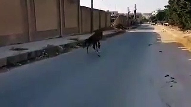 صناعة طرف صناعي لحصان صغير فقد ساقه بقصف لميليشيا أسد غربي حلب