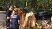 Vidéo : un arbre d’une dizaine de mètres tombe sur une voiture dans un camping à Avignon