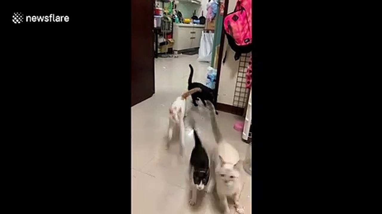 Excited cats come running for dinner in Taiwan