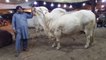 Cow Mandi 2019 -  HEAVIEST BULLS VIDEO - BAKRA MANDI PAKISTAN - COW MANDI PAKISTAN