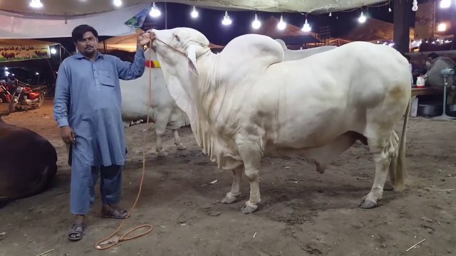Cow Mandi 2019 - HEAVIEST BULLS VIDEO - BAKRA MANDI PAKISTAN - COW MANDI PAKISTAN