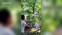 Chinese boy manages to cut fruit by flinging playing cards at them