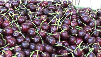 Güney Koreliler Türk kirazının tadına bakacak - KARAMAN