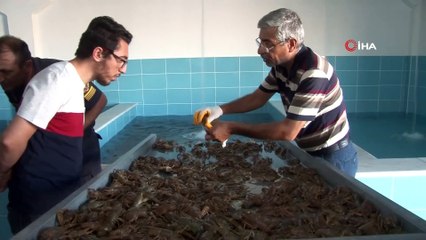 Elazığ'dan Dünya pazarına Kerevit, kilosu 100 TL