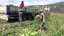 Bilecik'te karpuz hasadı başladı