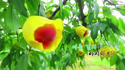 한국기행 - 여름 김치를 아시나요? 3부- 복숭아처럼 향긋하고 달콤한_#001