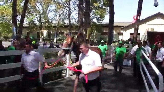 Safkan Arap Taylarından 3 milyon 675 Bin Lira Gelir Elde Edildi