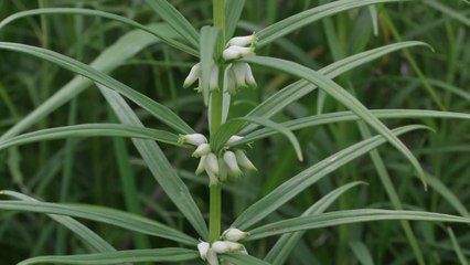 "층층둥굴레, 안정적 개체군 유지 가능" / YTN