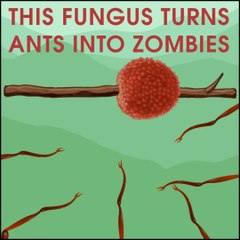 Zombie Ant Fungus