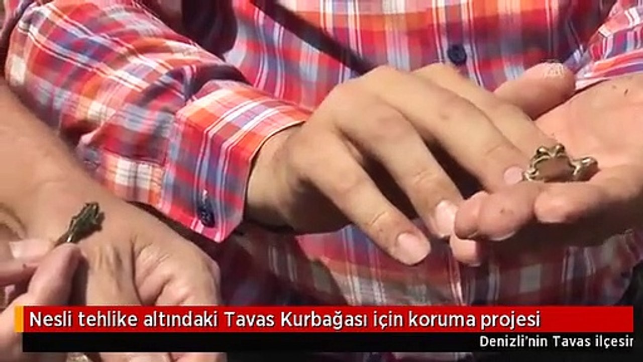 Nesli tehlike altındaki Tavas Kurbağası için koruma projesi