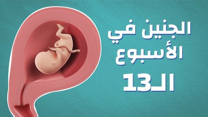 الجنين في الأسبوع الـ13