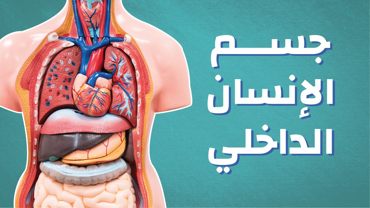 جسم الإنسان الداخلي