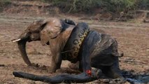 Snake Vs Bull Elephant Python Vs Elephant Lion Attacks Animal Fight Back Nature Wildlife