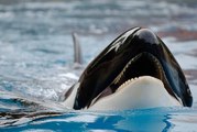 Orcas y ballenas beluga liberadas.