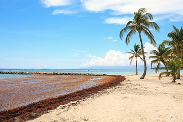 Sargazos: una de las plagas más útiles