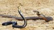 Amazing King Cobra Vs Snake Real Fight - King Cobra Hunting And Kill Snake - Most Attack Of Animals