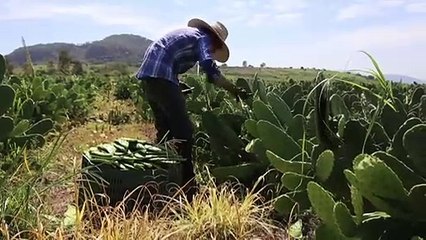 Cacto símbolo do México pode virar plástico biodegradável
