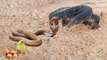 Best Of King Cobra Save Chicken From Lizard - Snake Python Vs Lizard - Aniamals Save Another Animals