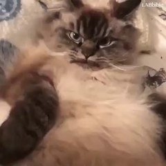 2483 RD VID-20171018-WA0001