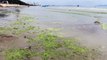 Popular Thai tourist beach turns GREEN in suspected algae bloom