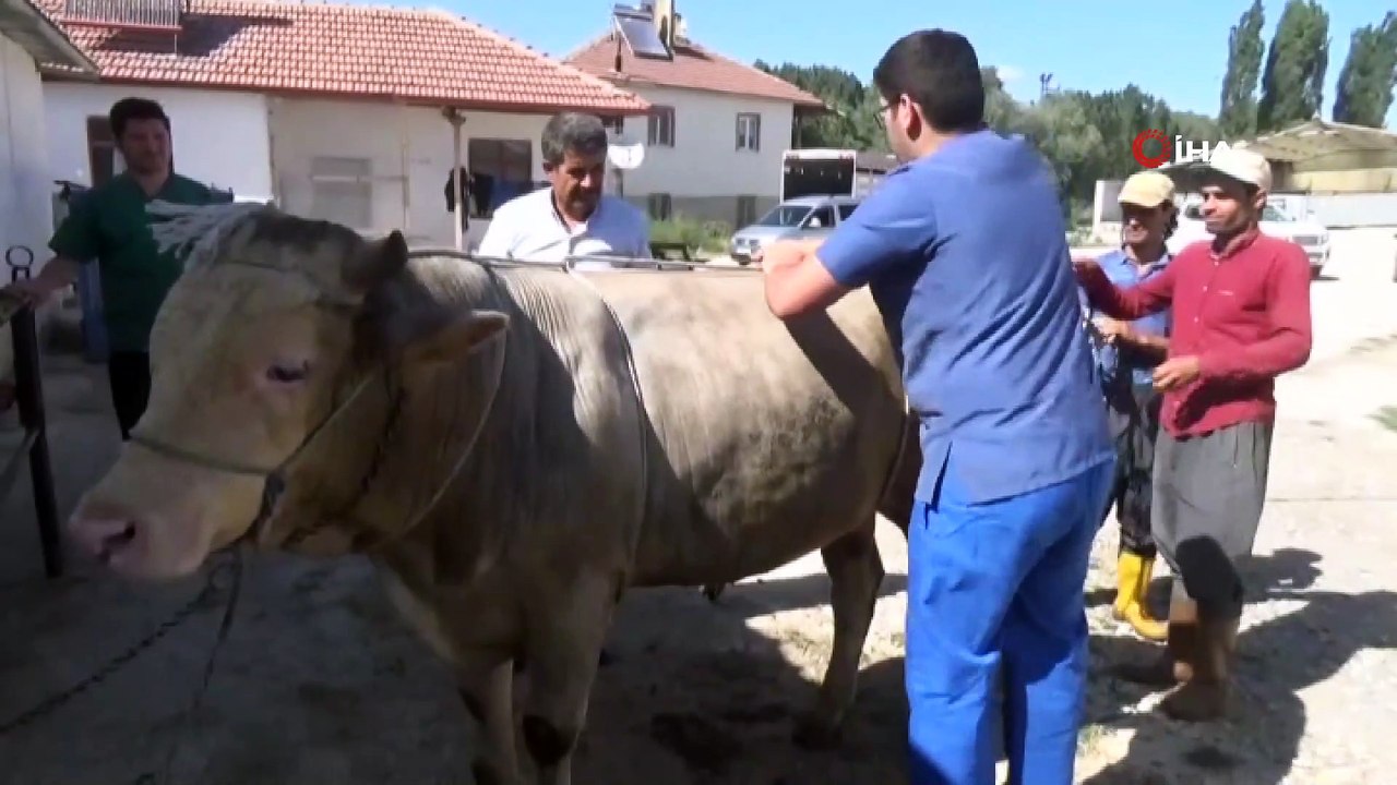 Kazasız ve kolay kurban kesimi için ‘Ruef ve Mide Düğümü’ tekniği