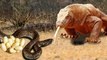 Amazing King Cobra Fight Lizard Dragon Komodo Hunting  - Snake vs Lizard The Reptiles of the Desert
