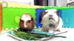 Cute Guinea Pigs  Cute and Funny Guinea Pig Videos Compilation (2018) Cobayas Adorables Videos