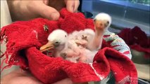 Nombreuses naissances chez les oiseaux du zoo de Mulhouse