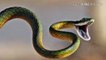 Snake videos | Unknown facts about Snakes | about Snakes