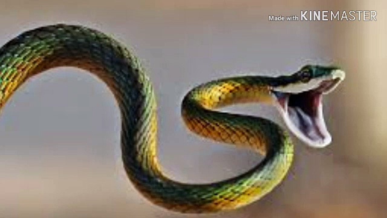Snake videos | Unknown facts about Snakes | about Snakes