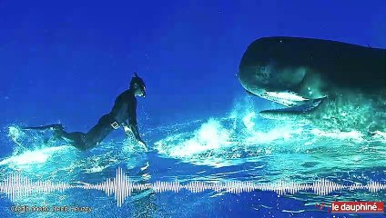 François Sarano danse avec les cachalots