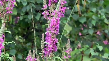 Wildflower Centre Hopes To Bloom Again