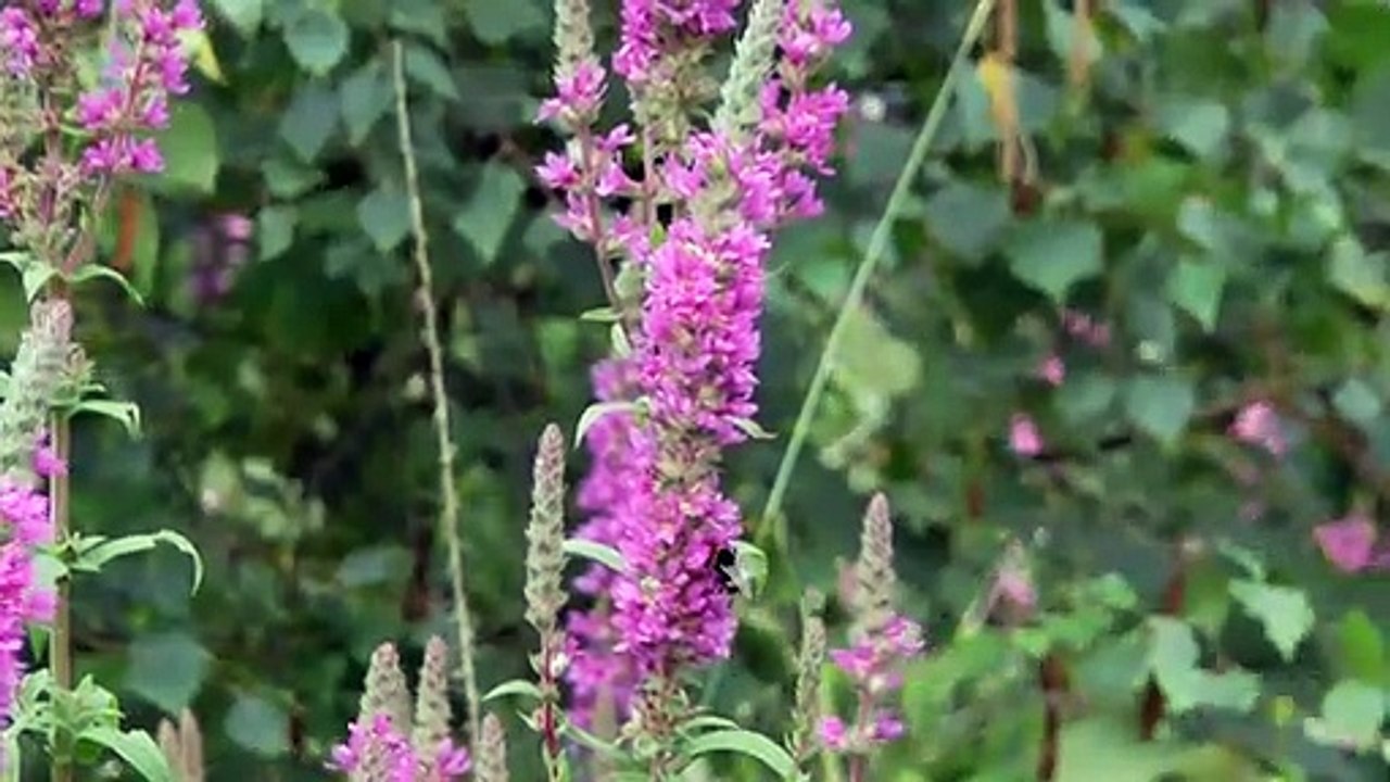 Wildflower Centre Hopes To Bloom Again