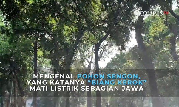 Mengenal Pohon Sengon, yang Katanya “Biang Kerok” Mati Listrik Sebagian Jawa