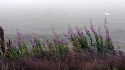Ardahan'da yoğun sis