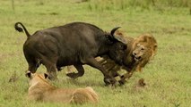 Wild Animals Fighting - Lion vs Buffalo - Who Is The Strongest Animal?