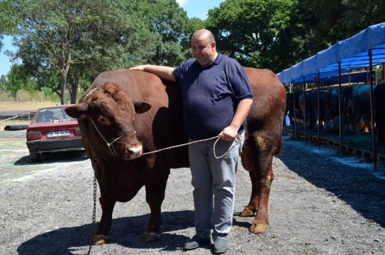 1,5 tonluk 'Süleymanpaşa' adlı boğa, 30 bin TL'ye alıcısını bekliyor