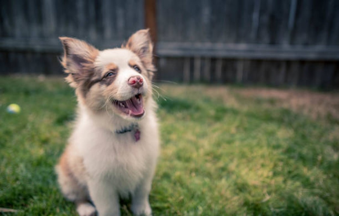 Mini Aussie or mini American shepherd?