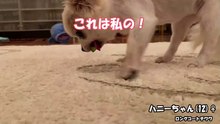 [ハニーちゃん]きゅうりとの終わりなき戦い chihuahua eat cucumber