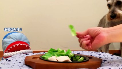 ともくんチキンときゅうり ミニチュア・シュナウザー Miniature Schnauzer