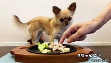 ふくちゃん　チキンとボーロ chihuahua eats chiken