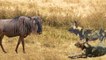 Wild Dogs Hunting Wildebeest - Animals Fighting For Foods