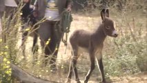 Burros bombero para prevenir incendios en Doñana