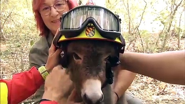 Burros bombero para prevenir incendios en Doñana