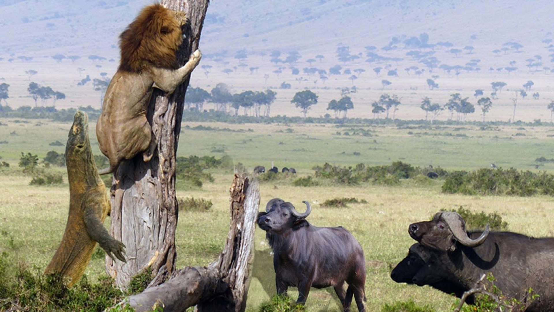 Komodo Dragon Eating Lion