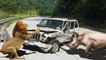 Wild Animal Attack Car - The Dangers Of Animals - Wild Animal Attack