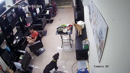 Mischievous Dog Makes a Mess