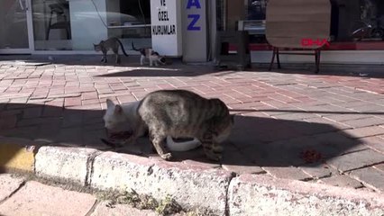 İş yerinde sokak kedilerini besliyor