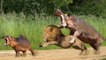 Hero Mother Hippo Attack Lion To Save Baby Hippo - Animal Save Other Animal